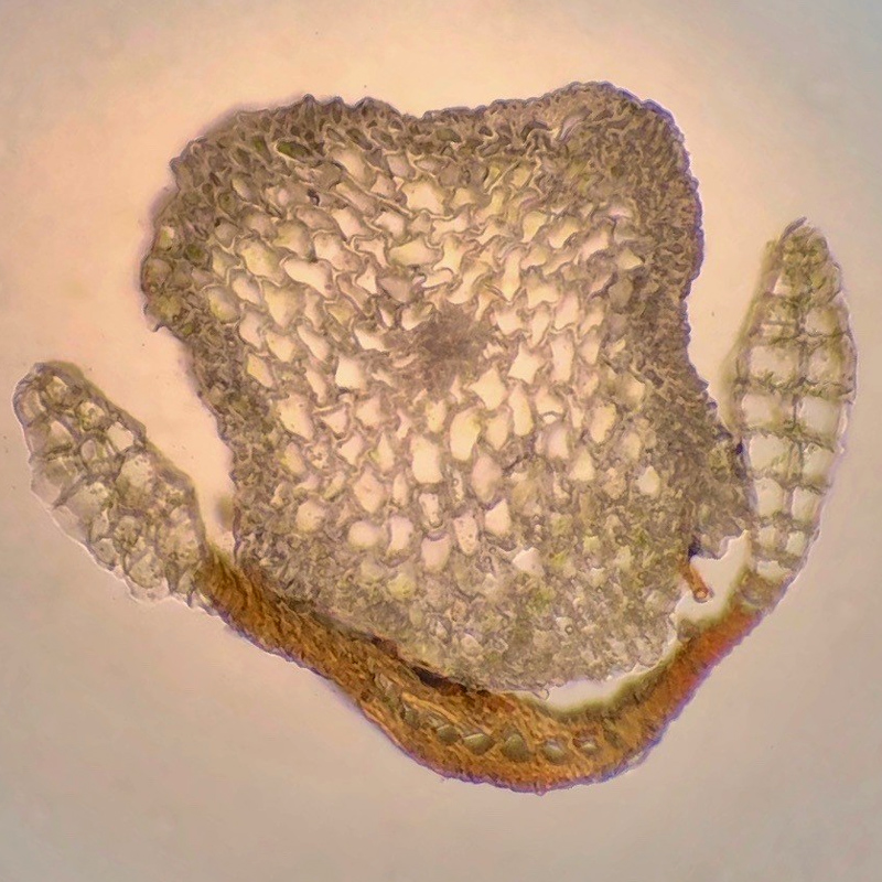 Dicranum bonjeanii